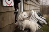Pet