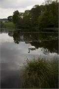 Swan
